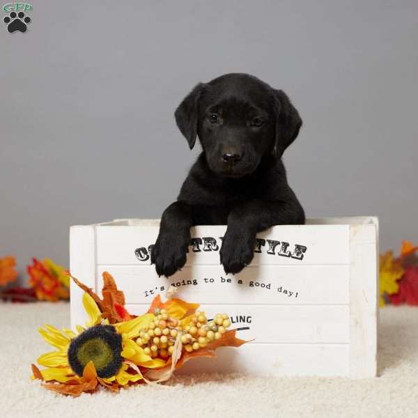 Emmy, Black Labrador Retriever Puppy